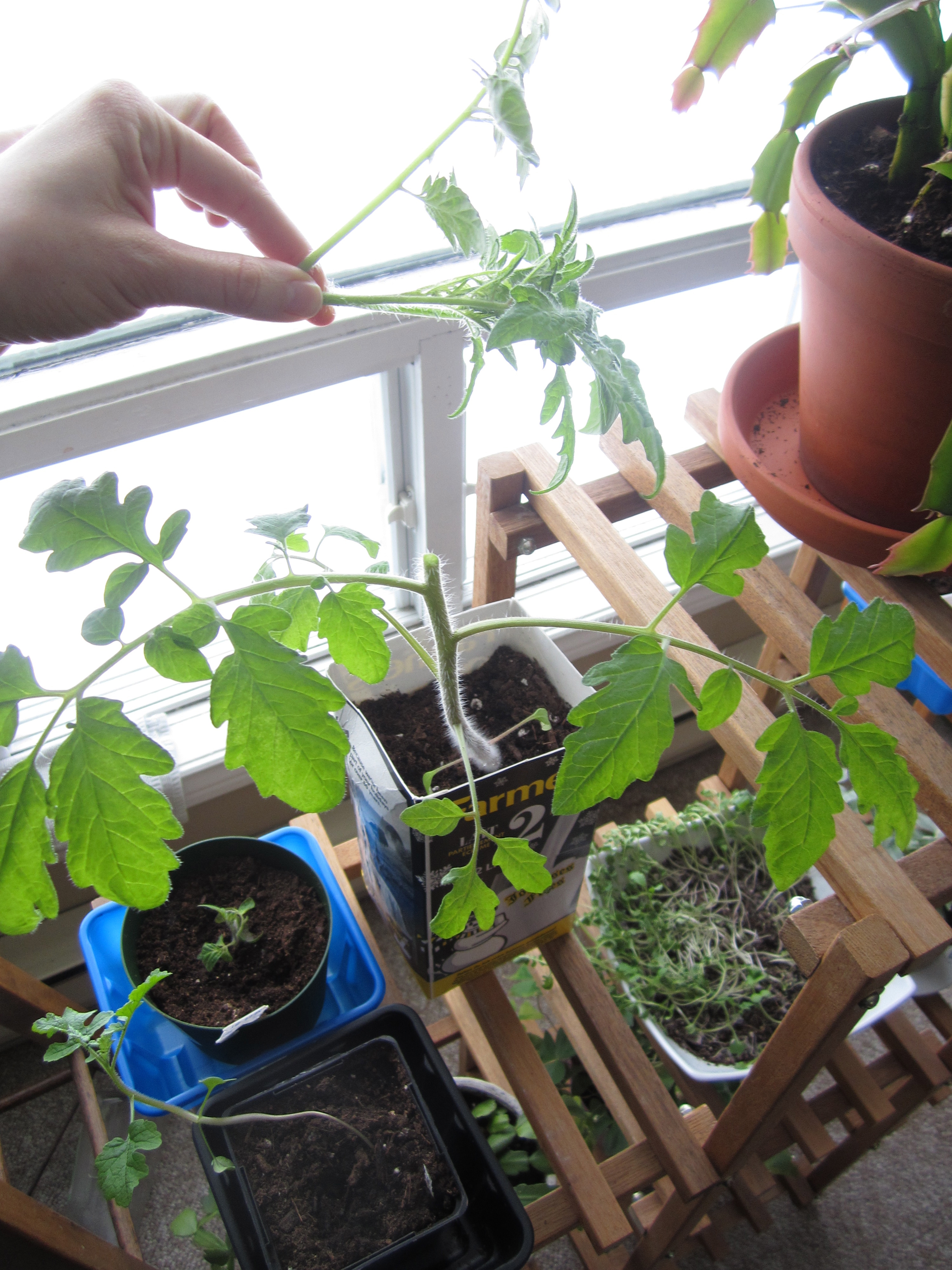 Pruning Your Indoor Tomato Plants Hobbyjunkies